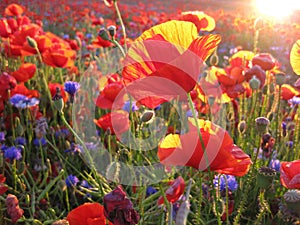 Poppies at sunset on a nice summer evening