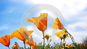 Californian Golden Poppies Swaying in Wind photo