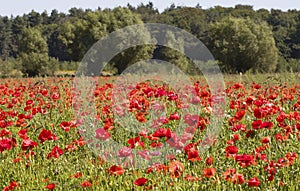 Flanders fields full of poppies photo