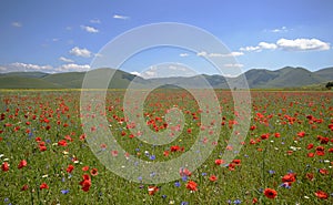 Poppies in a uncultivated grass field in Pian Grande near Castelluccio di Norcia, Umbria, Italy