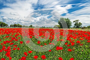 Poppies on a very windy day.