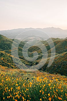 Poppies with view of green hills and mountains at sunset, at Walker Canyon, in Lake Elsinore, California