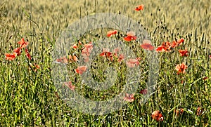 Poppies in the wheat field