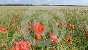 Poppies in a Wheat Field