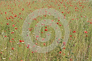 Poppies a wheat field