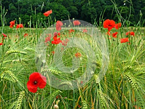 Poppies in wheat field