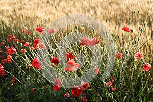 Poppies in a wheat field