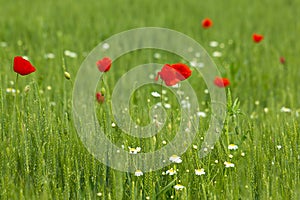 Poppies in wheat field