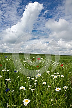 Poppies in wheat field