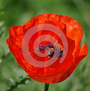 Poppies whit bee