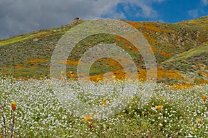 Poppies and White on a Mountainside