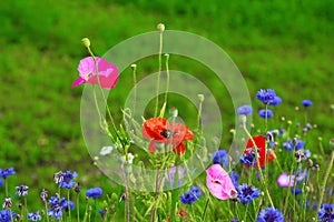 Poppies and wild flowers