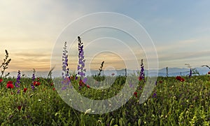 Poppies and wild lavender against the background of snow-capped