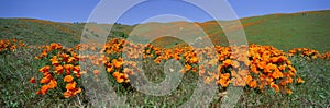 Poppies and Wildflowers, Antelope Valley, California