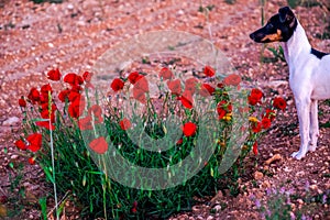 Poppies and winegrowing dog in La Mancha, Spain, at sunrise