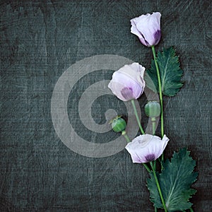 poppies on a wooden green contrasting background