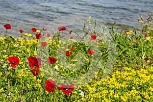 Poppies and yellow color wild flowers field, blue sea background