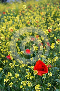 Poppies and yellow flowers in the countryside in spring