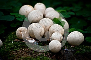 Popping Fungi