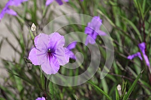 Popping pod flower Purple bloom