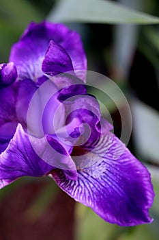 Popping Purple Iris Petals