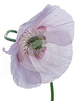 Poppy 01