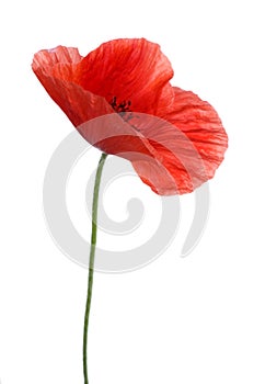 Mohn 