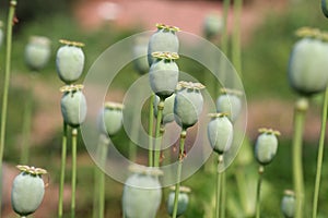 Mohn 