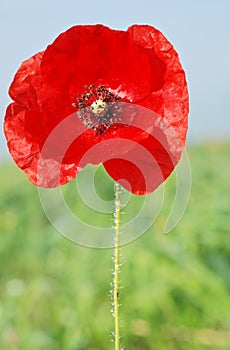 Poppy