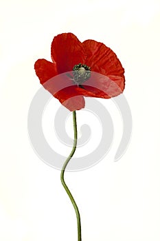 Poppy