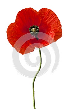 Poppy