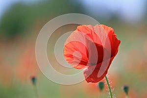 Poppy