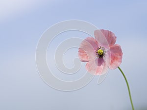 Poppy