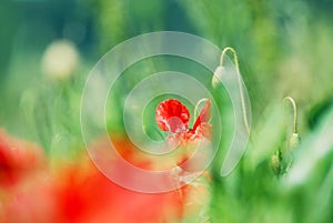 Poppy abstract