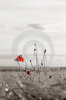 Poppy alone in a barley field at sunset.