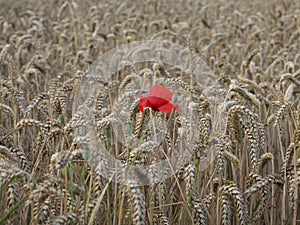 Poppy alone in the wheat