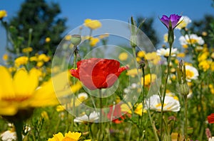 Poppy amidst Daisies