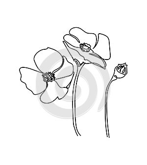 Poppy, anemone flowers one line art. Continuous line drawing of plants, herb, flower, blossom, nature, flora