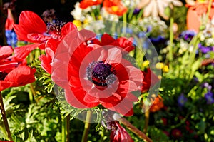 Poppy Anemone vibrant red bloom, spring season nature in detail