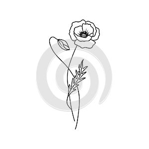 Poppy August Birth Month Flower Illustration