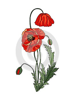 Poppy August birth month flower vector drawing.