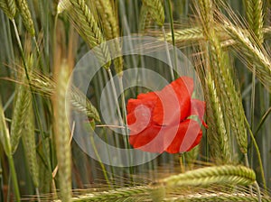 Poppy in a barley field