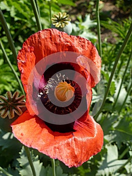 Poppy is a beautiful flower with a intoxicating smell