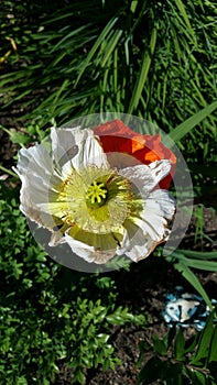 Poppy bicolor
