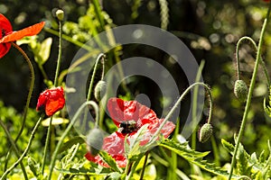 Poppy Bloom