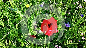 Poppy bloom in the breeze and cornflowers