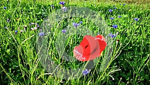 Poppy bloom in the breeze and cornflowers