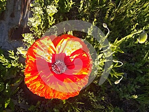 Poppy bloom close up grass