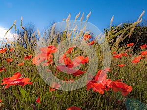 Poppy Bloom Symphony in red