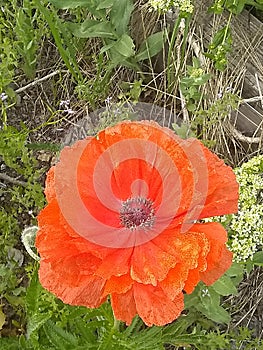 Poppy bloomed buds close up a